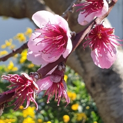 Prunus persica nucipersica