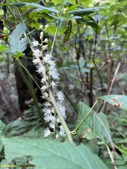 Actaea racemosa