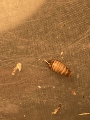 Dermestidae