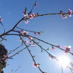 Prunus persica nucipersica