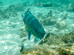 Chlorurus microrhinos