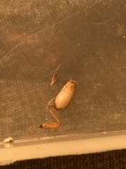 Dermestidae