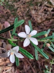 Philotheca hispidula