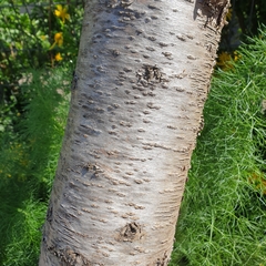 Prunus persica nucipersica