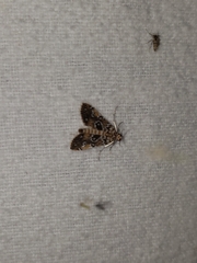 Elophila obliteralis