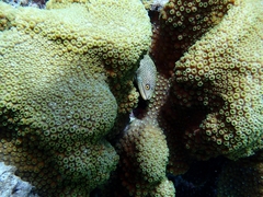 Gymnothorax miliaris