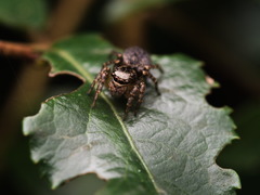 Hasarius adansoni