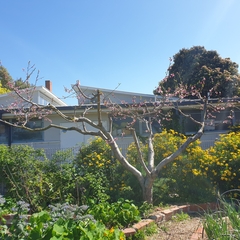 Prunus persica nucipersica