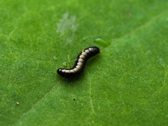 Asiomorpha coarctata