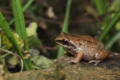 Raorchestes tinniens