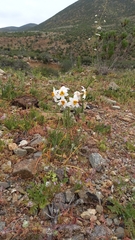 Leucocoryne coronata
