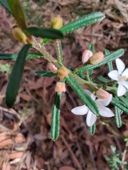 Philotheca hispidula