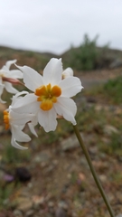 Leucocoryne coronata