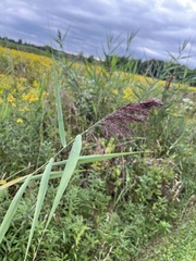 Phragmites
