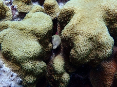 Gymnothorax miliaris