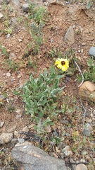Encelia canescens