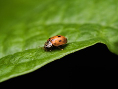Mulsantina mexicana