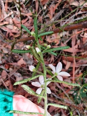 Philotheca hispidula