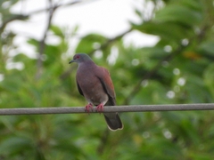 Patagioenas cayennensis