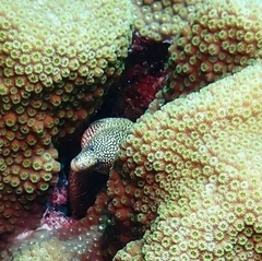 Gymnothorax miliaris