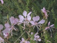 Oenothera lindheimeri