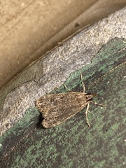 Scoparia basalis