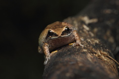 Raorchestes tinniens