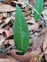 Cryptostylis