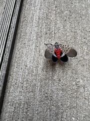 Lycorma delicatula