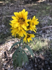 Helianthus maximiliani