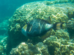 Balistoides viridescens