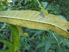 Puccinia vernoniae