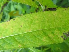 Puccinia vernoniae