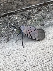 Lycorma delicatula