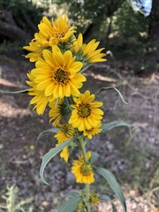 Helianthus maximiliani