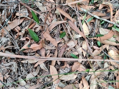 Cryptostylis