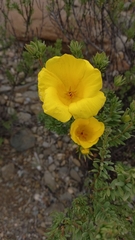Balbisia peduncularis