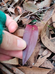 Cryptostylis