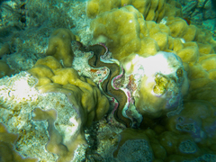 Tridacna maxima