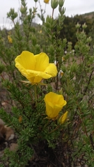 Balbisia peduncularis