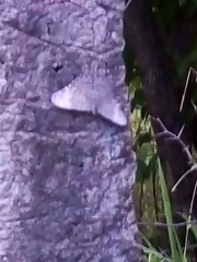 Hamadryas glauconome