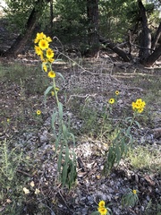 Helianthus maximiliani