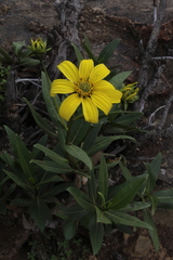 Flourensia thurifera