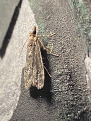 Scoparia basalis