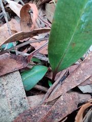 Cryptostylis