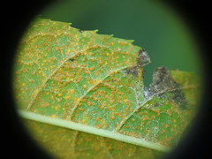 Puccinia vernoniae