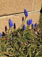 Muscari