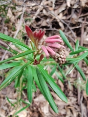 Grevillea sericea