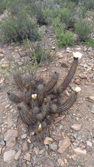 Trichocereus deserticola