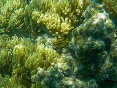 Neoglyphidodon nigroris